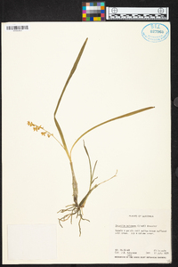 Prosthechea ochracea image