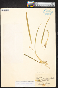 Prosthechea ochracea image