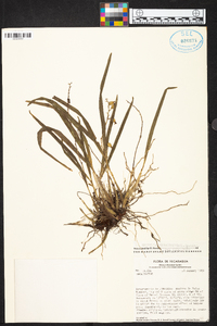 Prosthechea ochracea image