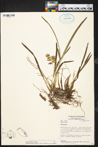 Prosthechea ochracea image