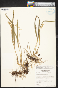 Prosthechea ochracea image