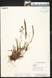 Prosthechea ochracea image