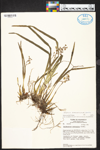 Prosthechea ochracea image