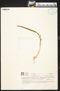 Prosthechea ochracea image