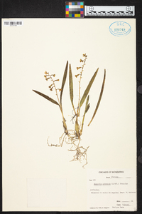 Prosthechea ochracea image