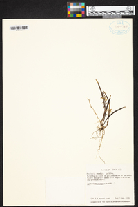 Epidendrum stangeanum image
