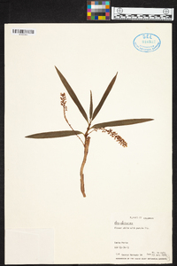 Image of Eria paniculata