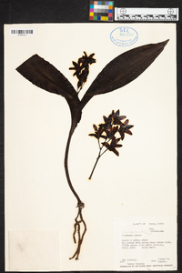 Eria coronaria image