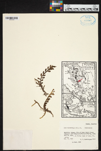Trichotosia microphylla image