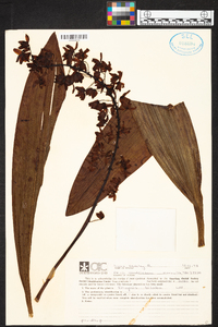 Eriopsis biloba image