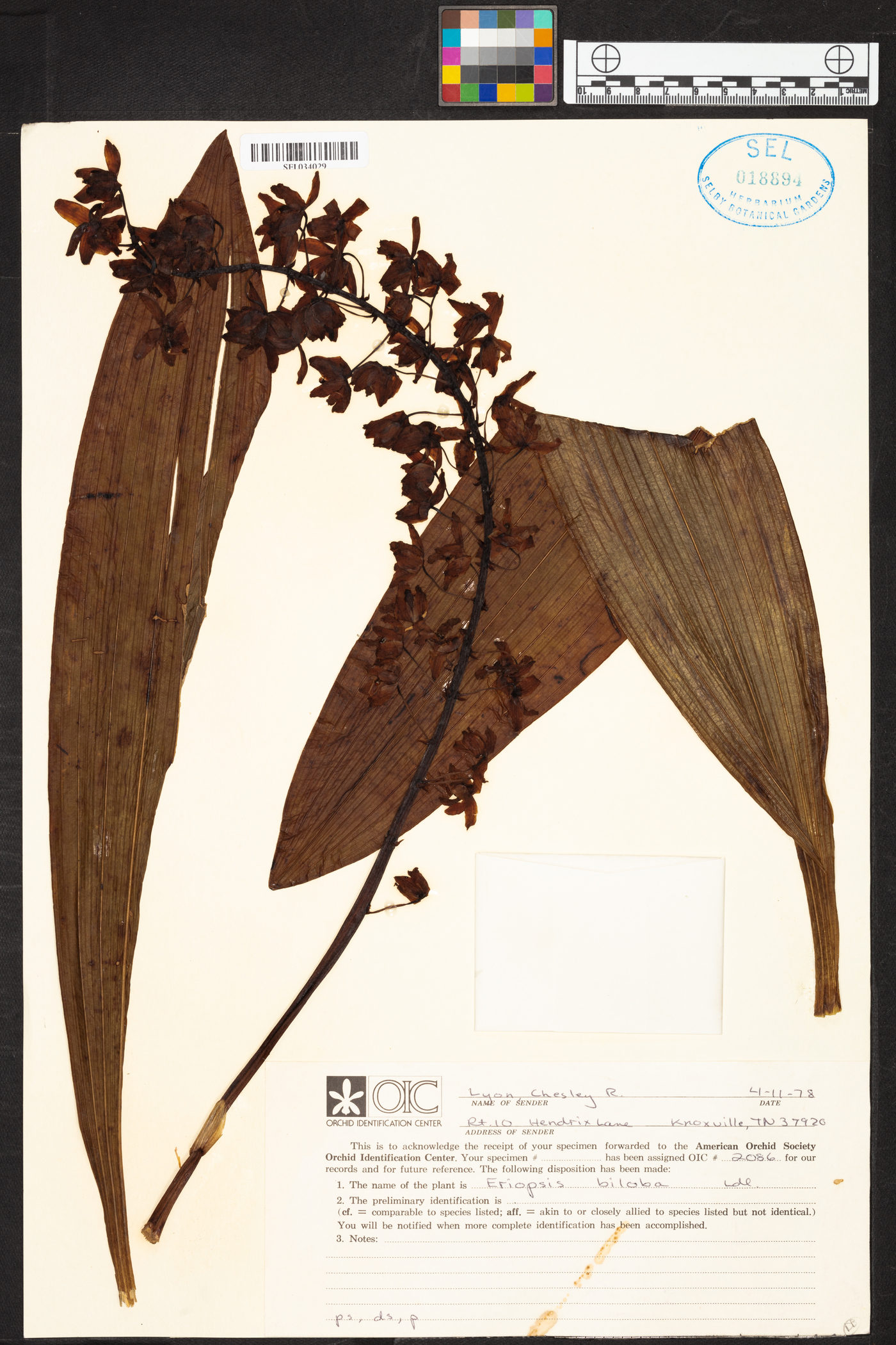 Eriopsis image