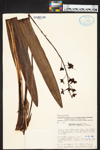 Eriopsis biloba image