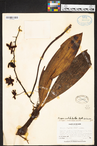 Eriopsis rutidobulbon image
