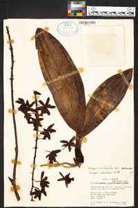 Eriopsis rutidobulbon image