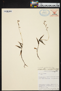 Stephanothelys xystophylloides image