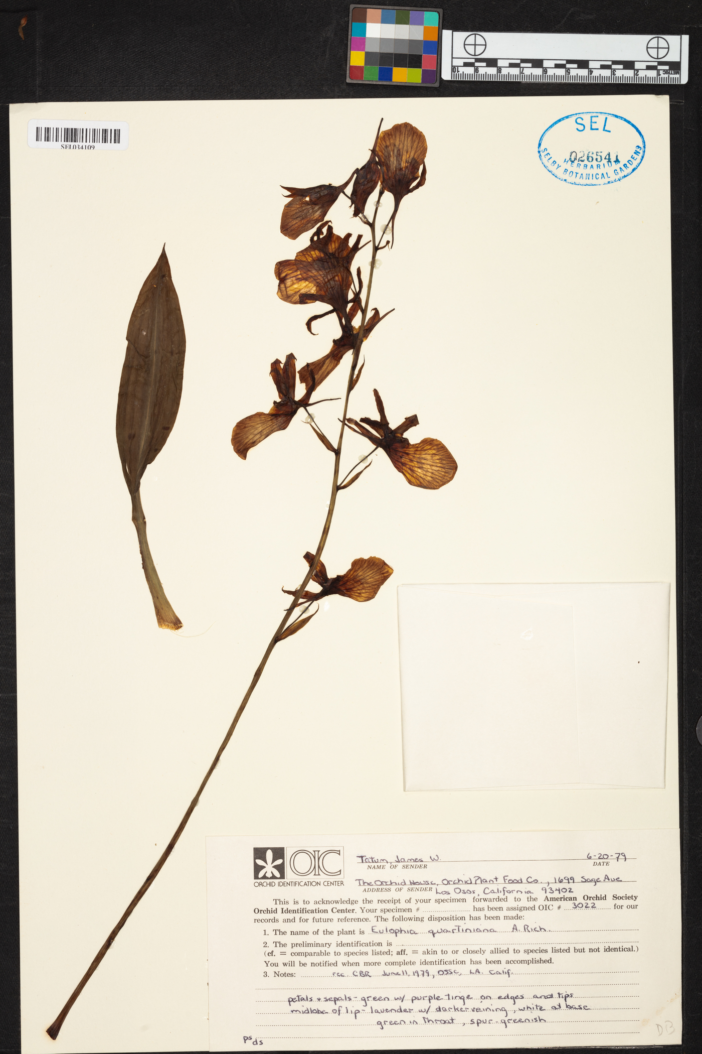 Eulophia guineensis image
