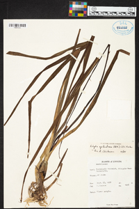 Image of Eulophia epidendraea