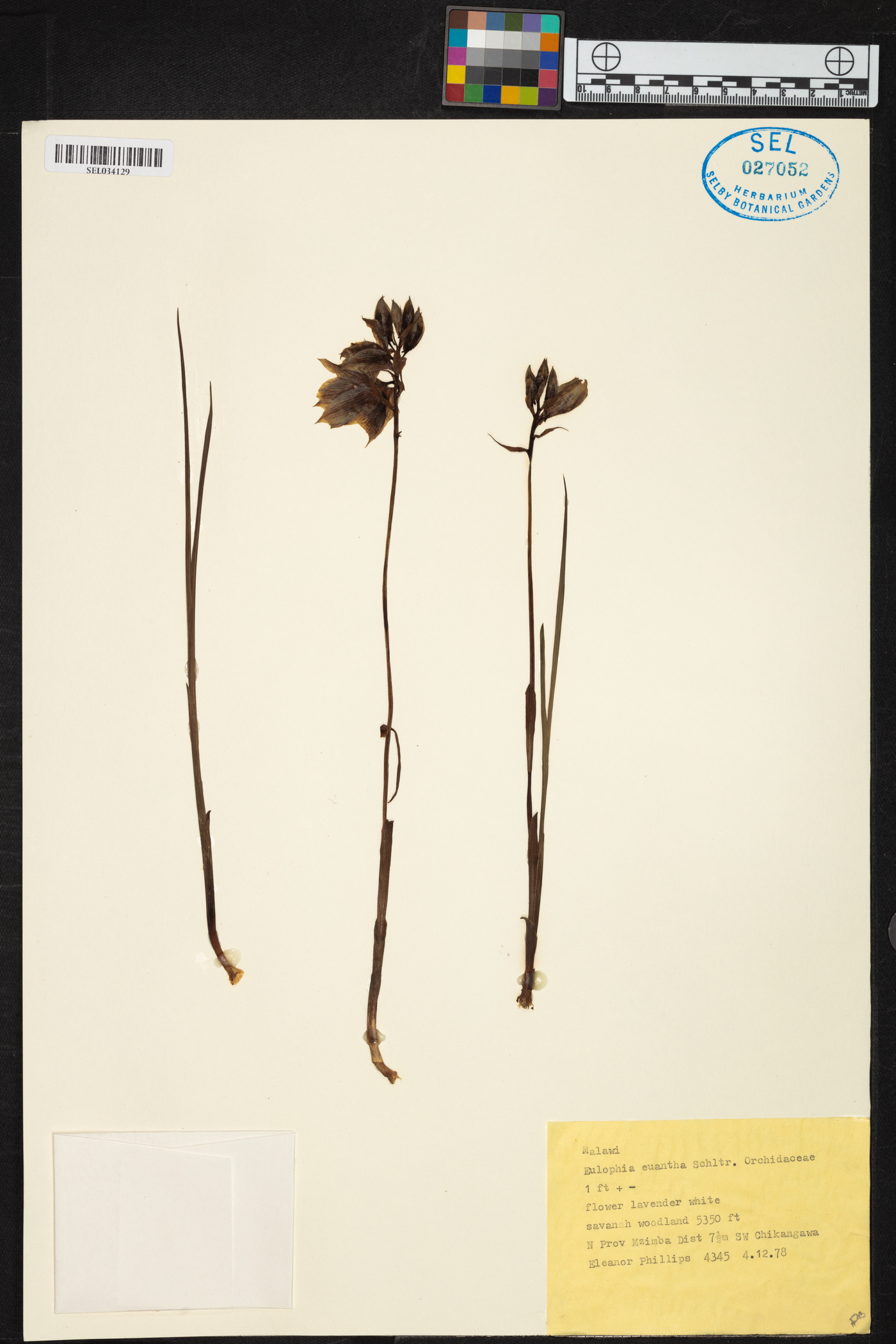 Orthochilus euanthus image