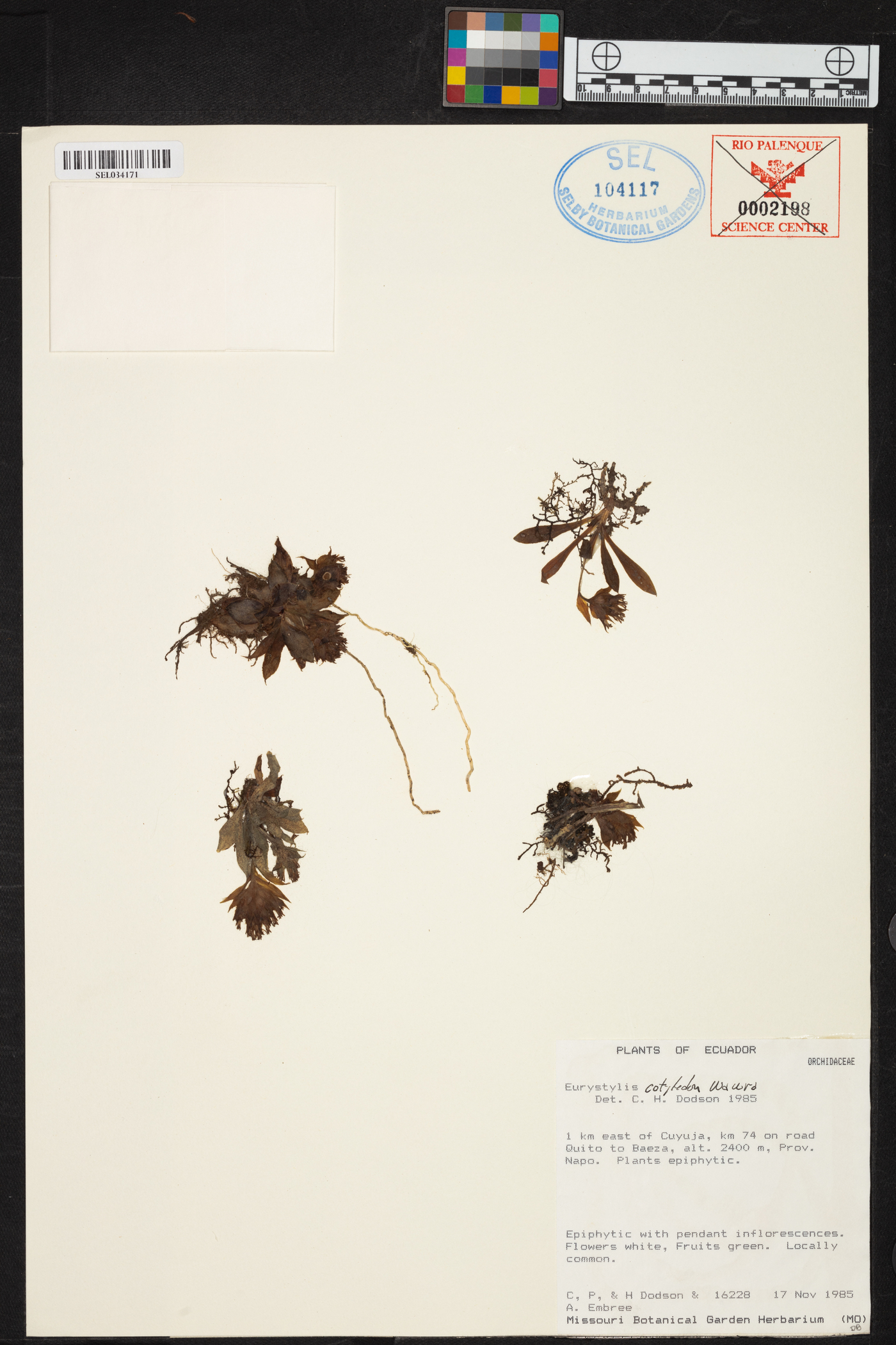 Eurystyles cotyledon image