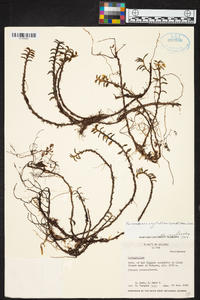 Fernandezia crystallina image