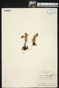 Fernandezia ionanthera image