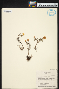 Fernandezia subbiflora image