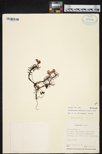 Fernandezia subbiflora image