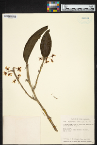 Dendrobium comatum image