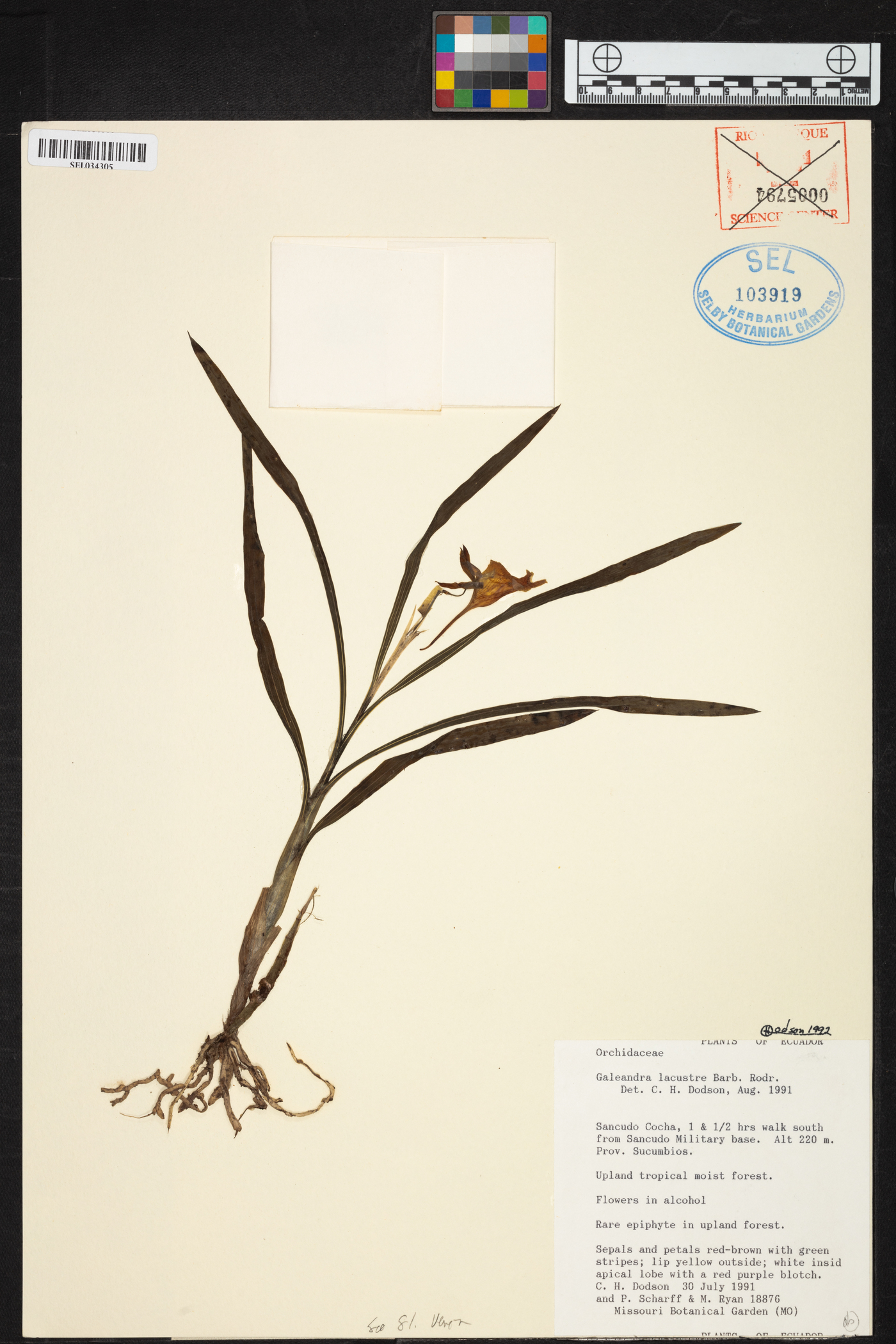 Galeandra lacustris image