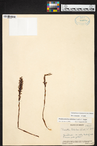 Galeoglossum tubulosum image