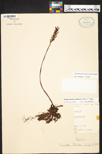 Galeoglossum tubulosum image