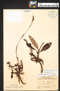 Galeoglossum tubulosum image