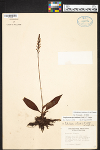 Galeoglossum tubulosum image