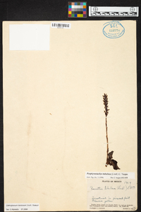 Galeoglossum tubulosum image