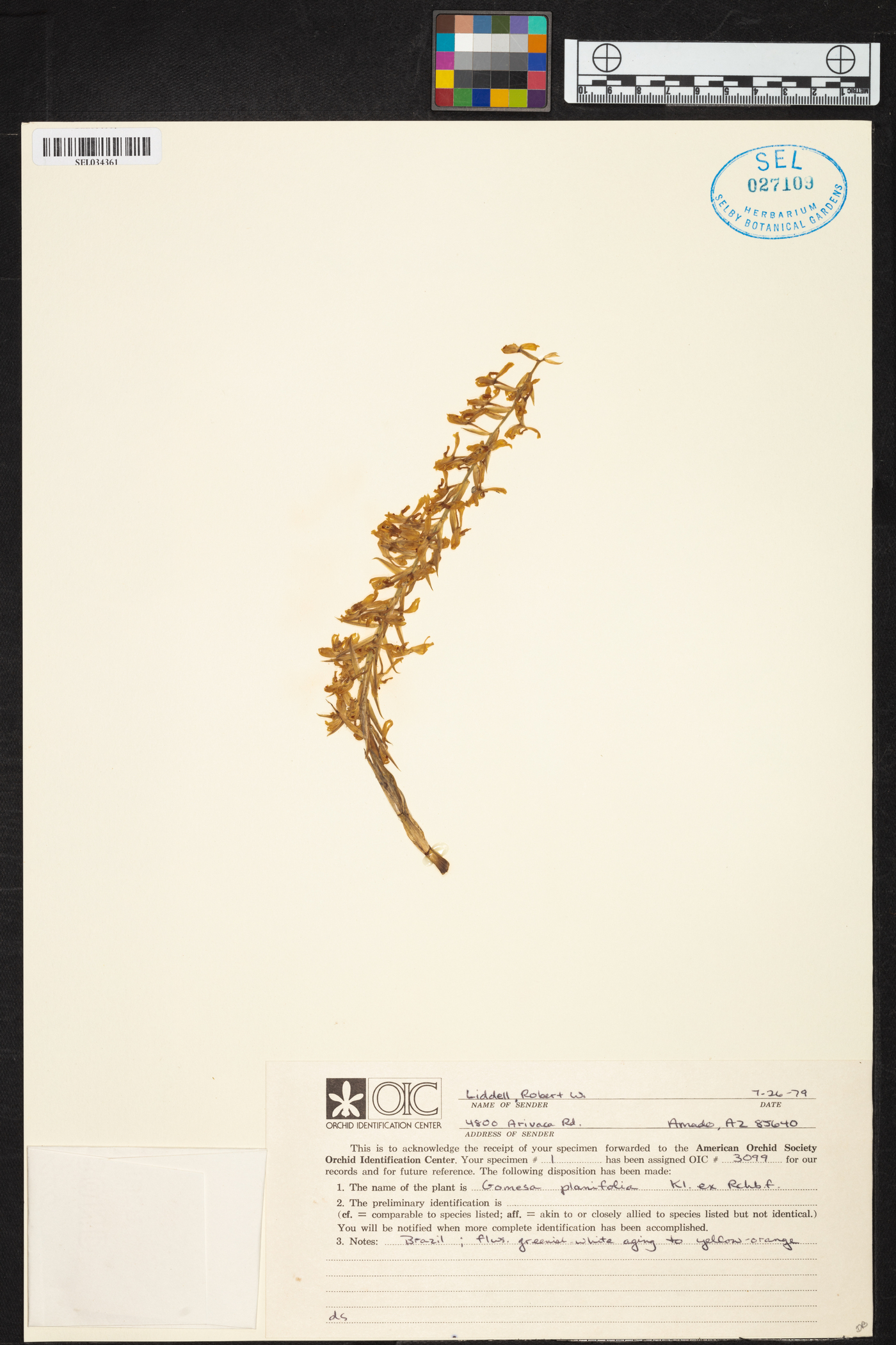 Gomesa planifolia image