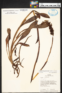 Gomphichis plantaginifolia image