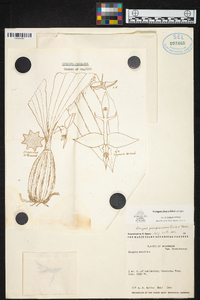 Gongora leucochila image