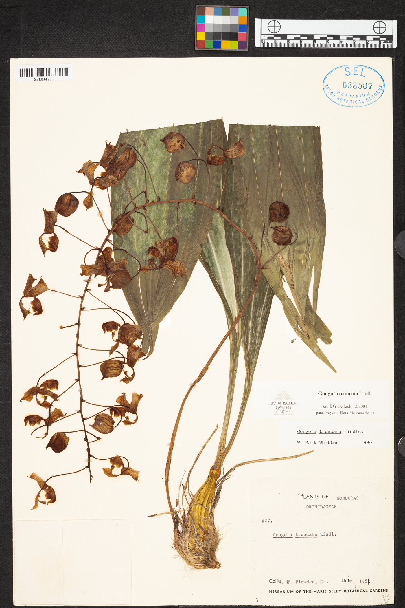 Gongora truncata image