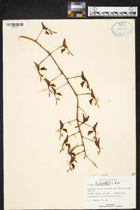 Gongora aromatica image