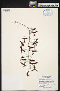 Gongora cruciformis image