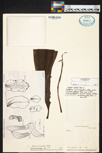 Govenia alba image