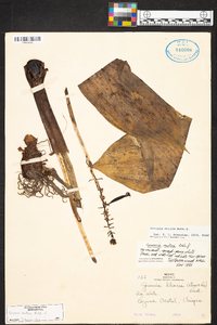 Govenia alba image