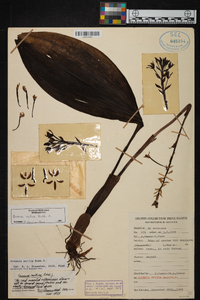 Govenia alba image