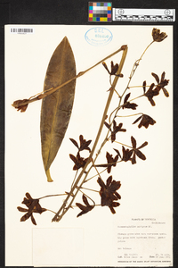 Grammatophyllum scriptum image