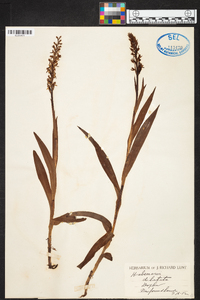 Platanthera dilatata image