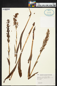 Platanthera lacera image