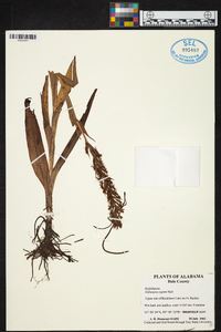 Habenaria repens image