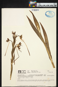 Habenaria johannensis image