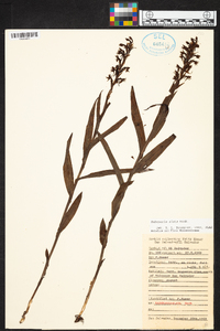 Habenaria alata image