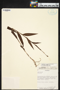 Habenaria alata image